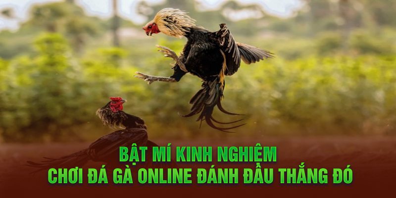 Bật mí kinh nghiệm chơi đá gà online đánh đâu thắng đó