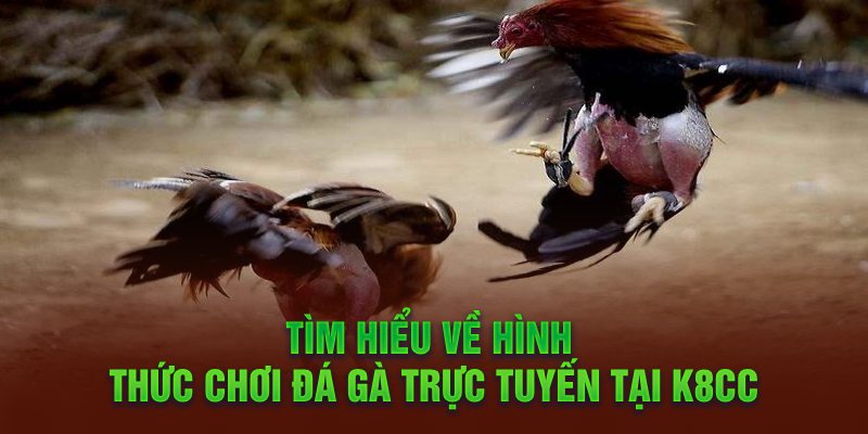 Tìm hiểu về hình thức chơi đá gà trực tuyến tại K8cc