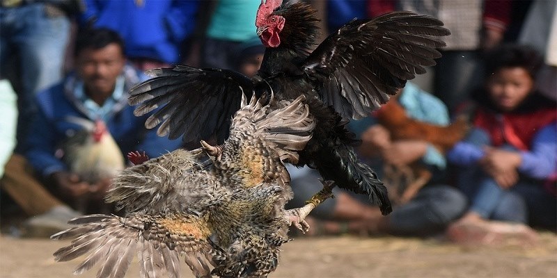 Chú ý khi chọn chiến kê