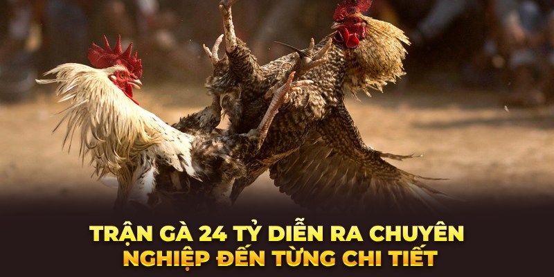 Tình tiết trận thi đấu gà 24 tỷ