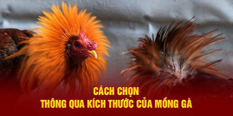 Cách chọn thông qua kích thước của mồng 