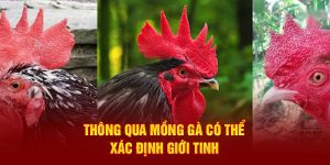 Thông qua mồng gà có thể xác định giới tính